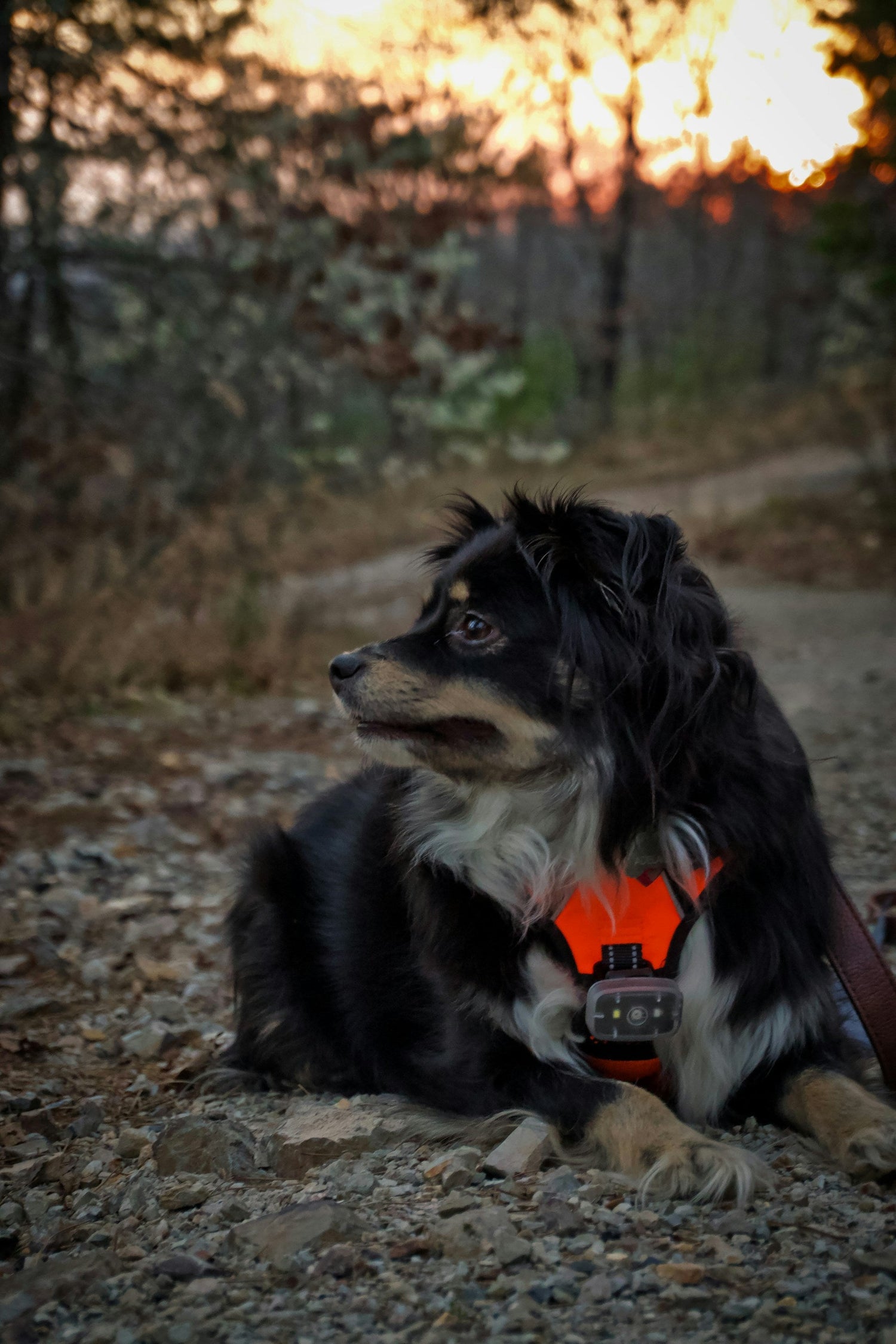 Pet Products